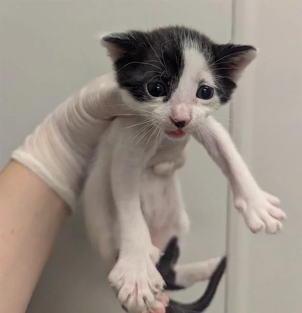 A baby small-sized male Domestic Short Hair cat named Oolong for adoption in Ontario, CA