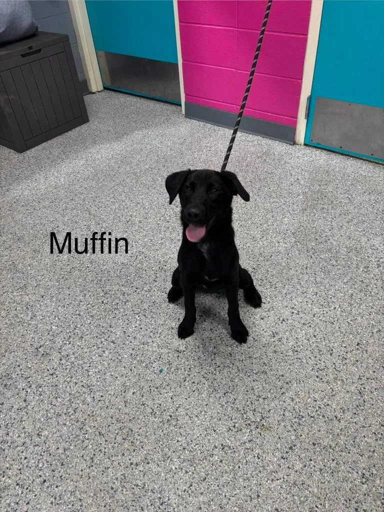 A baby small-sized male Labrador Retriever dog named Muffin for adoption in Livingston, LA