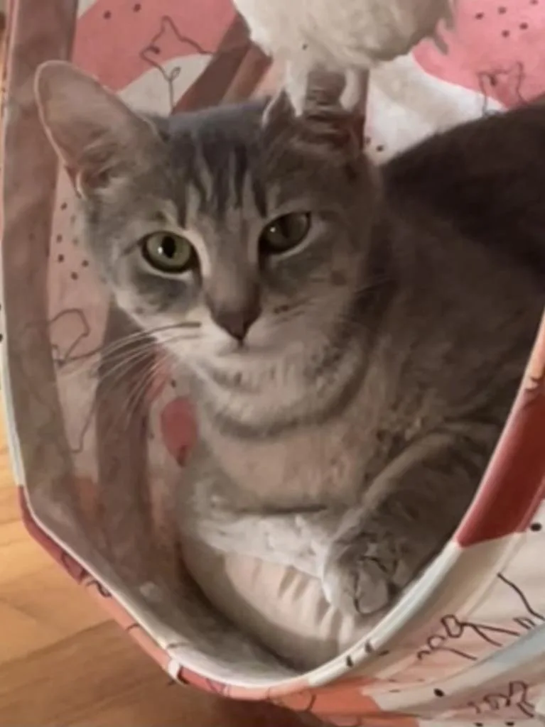 An adult medium-sized female Domestic Short Hair cat named Gabby for adoption in Cumberland, ME