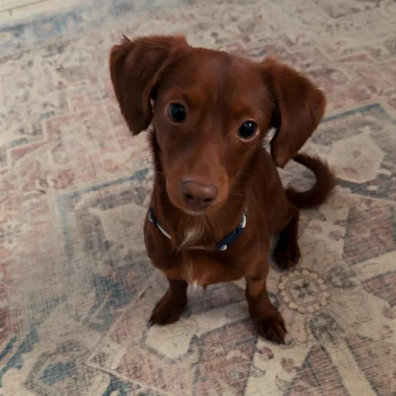 A young small-sized male Red / Chestnut / Orange Chihuahua dog named Charles for adoption in Southside, TN