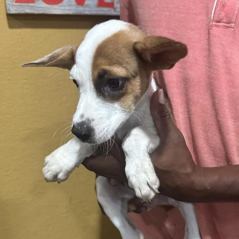 A baby medium-sized male Rat Terrier dog named Oscar Local November for adoption in Brookshire, TX