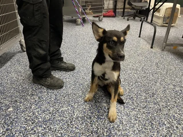 A young small-sized female Shepherd dog named Poppy for adoption in Riverside, CA