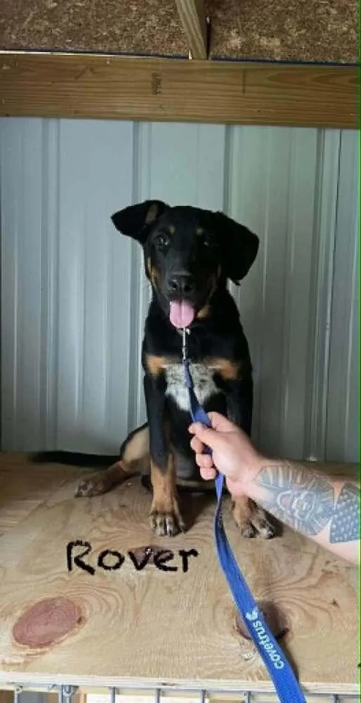 A baby large-sized male German Shepherd Dog dog named Rover Ralph for adoption in Aurora, IN