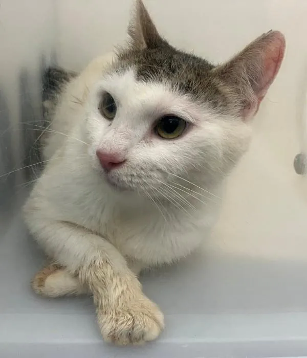 An adult medium-sized female Domestic Short Hair cat named Rupaw for adoption in Staten Island, NY