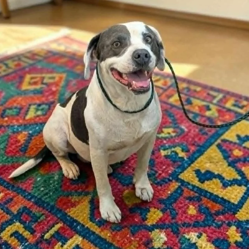 An adult medium-sized male White / Cream Mixed Breed dog named Frankie for adoption in Boaz, AL