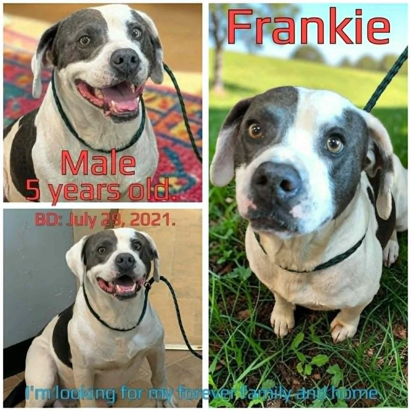 Frankie thumbnail 3