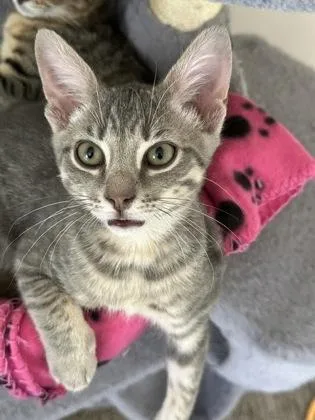 A baby small-sized male Domestic Short Hair cat named Purple Rain for adoption in Atlanta, GA