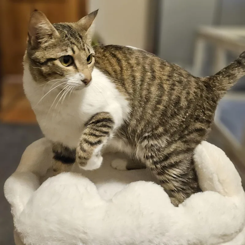 A young small-sized female Brown / Chocolate Domestic Short Hair cat named Wrigley for adoption in Austin, TX