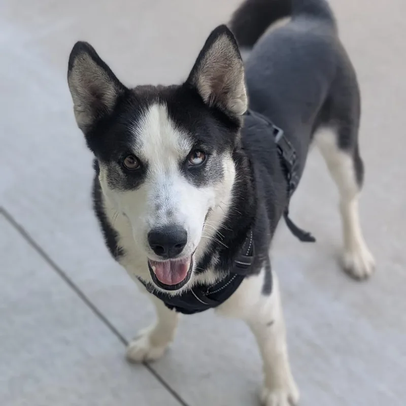 A young medium-sized male Black Husky dog named Skyler for adoption in Prairie du Chien, WI