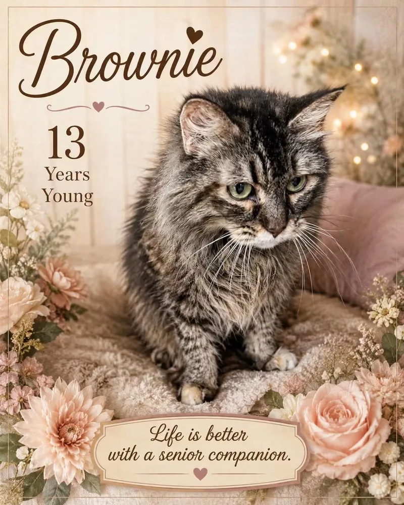 Brownie