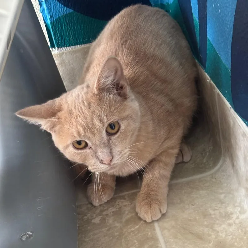 A young small-sized male Cream / Ivory Domestic Short Hair cat named Coco for adoption in Midland, TX