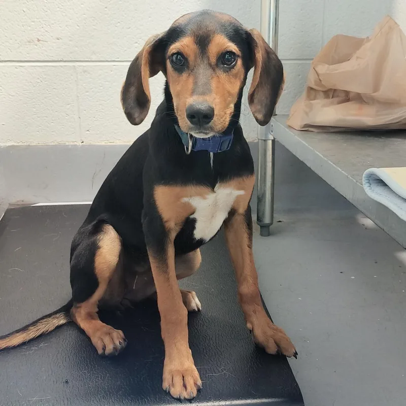 A young small-sized female Black Mixed Breed dog named Cheerubi for adoption in Beckley, WV