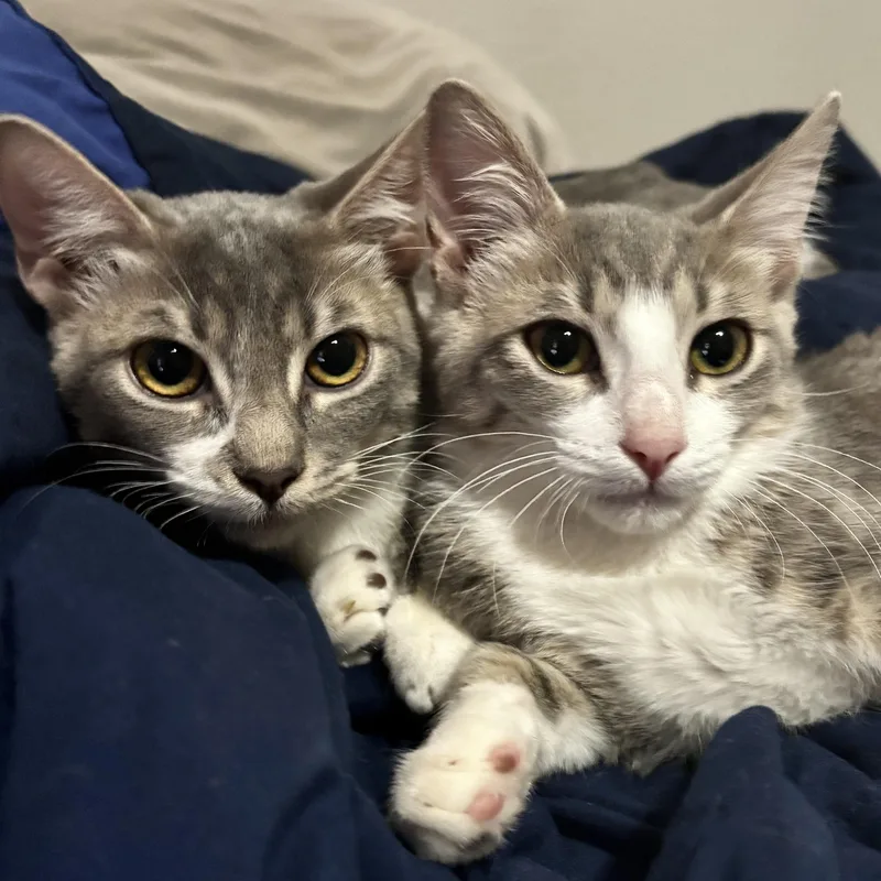 A baby medium-sized male Gray & White Domestic Short Hair cat named Edgar & Elvis for adoption in Liverpool, TX