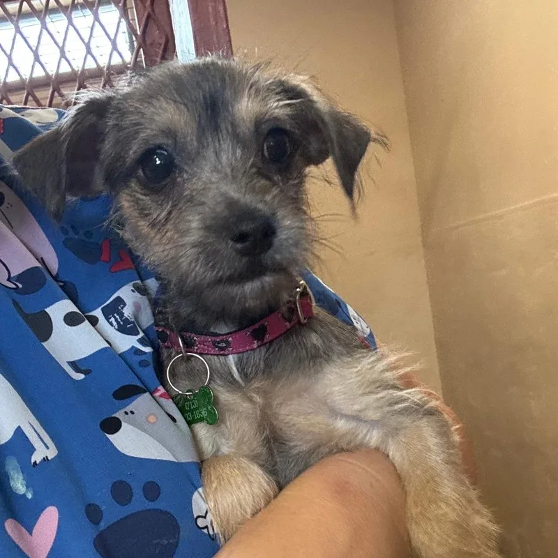 A baby small-sized female Chihuahua dog named Sweet Pea for adoption in Pearsall, TX