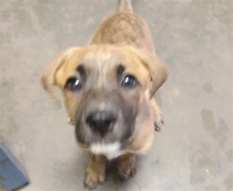 A baby small-sized male Pit Bull Terrier dog named Hephaestus for adoption in Tulsa, OK
