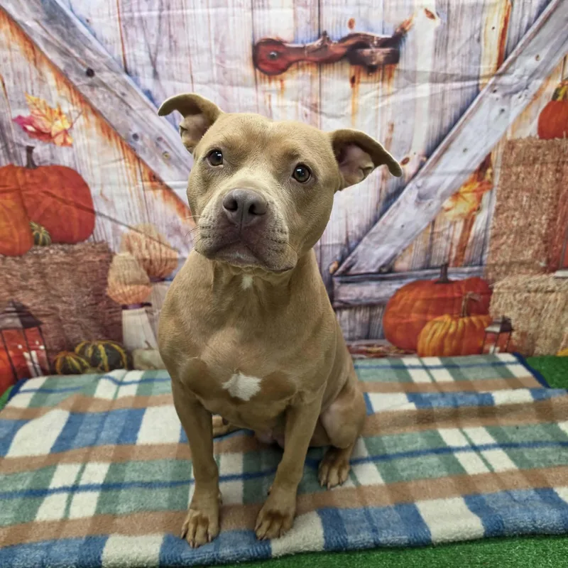 An adult medium-sized female Yellow / Tan / Blond / Fawn Pit Bull Terrier dog named Chica for adoption in Statesboro, GA