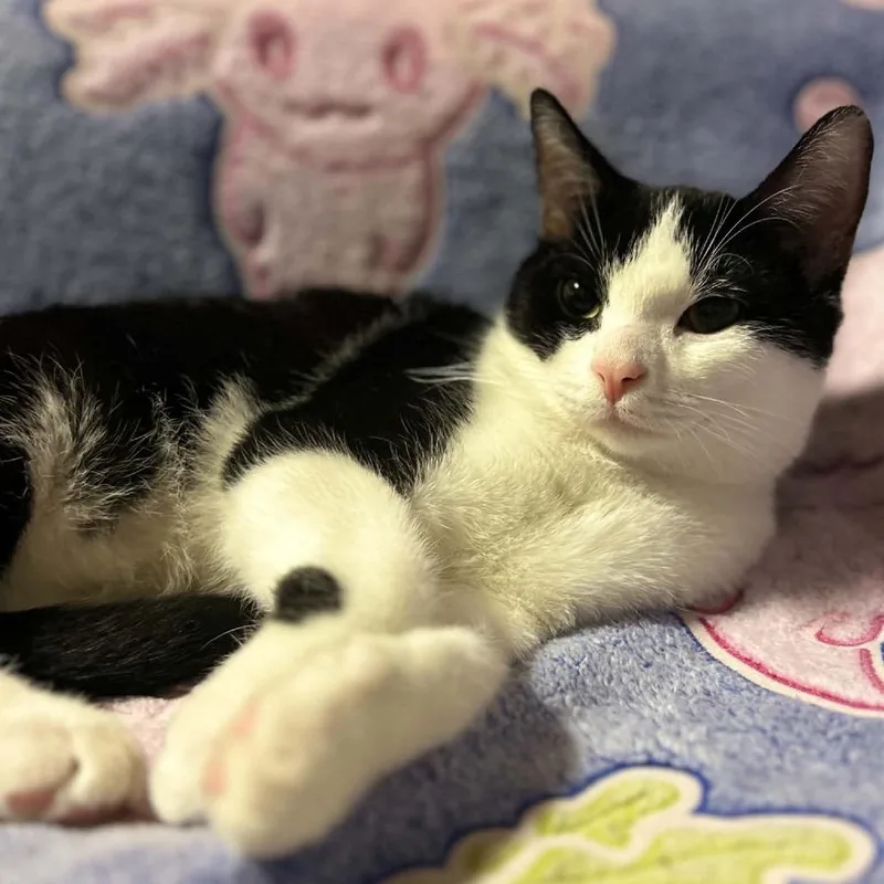 A baby small-sized male Domestic Short Hair cat named Doc Hudson for adoption in Woodstock, GA