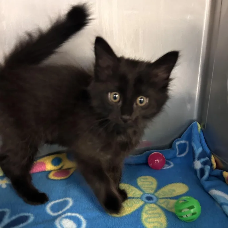 A baby small-sized female Black Domestic Medium Hair cat named Hocus for adoption in Hawthorne, CA