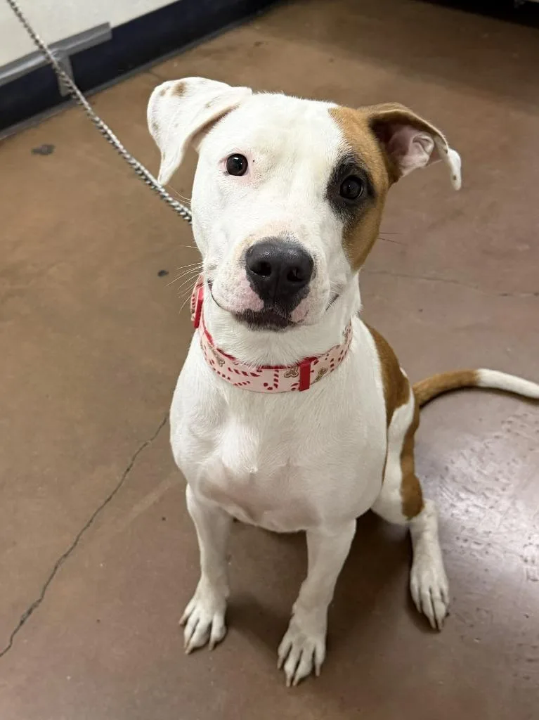A young medium-sized female Pit Bull Terrier dog named Rosalind for adoption in Chico, CA
