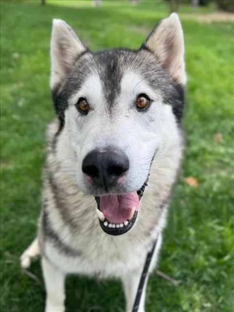 An adult large-sized male Siberian Husky dog named Nash for adoption in Woodland, CA