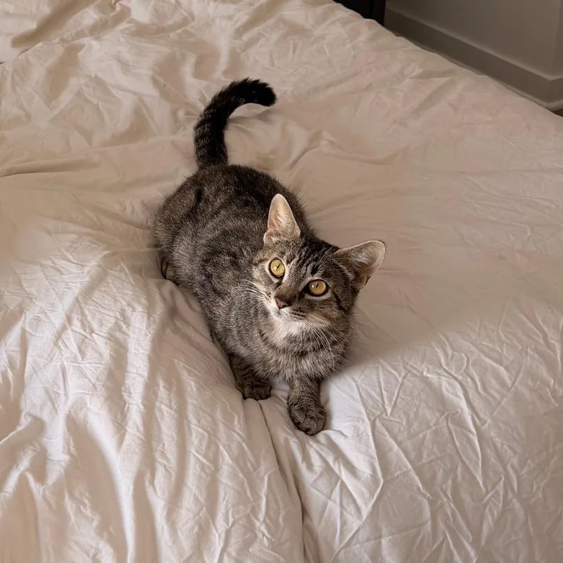 A young medium-sized female Gray / Blue / Silver Domestic Short Hair cat named Darla for adoption in Philadelphia, PA