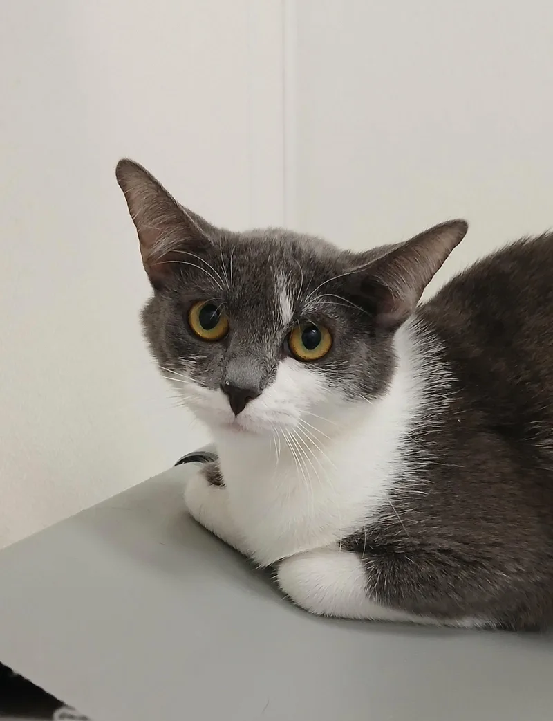 A young medium-sized female Gray & White Domestic Short Hair cat named Nina for adoption in Bay City, MI