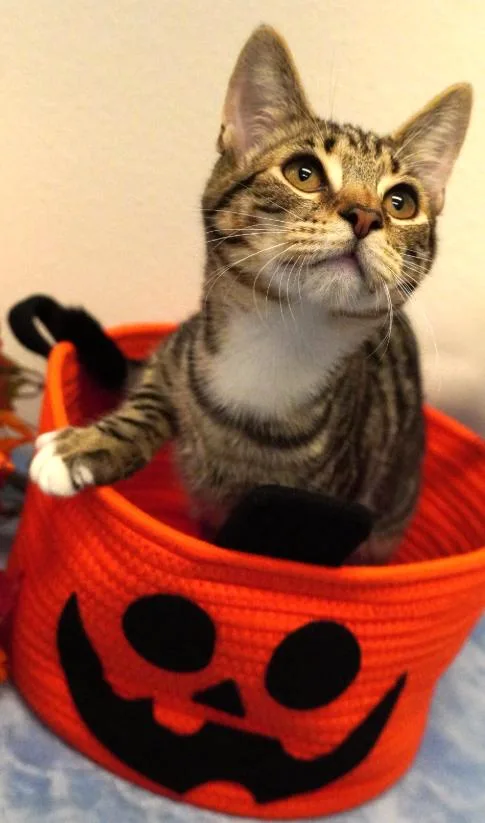 A baby medium-sized male White Domestic Short Hair cat named Wasabi for adoption in Grants Pass, OR