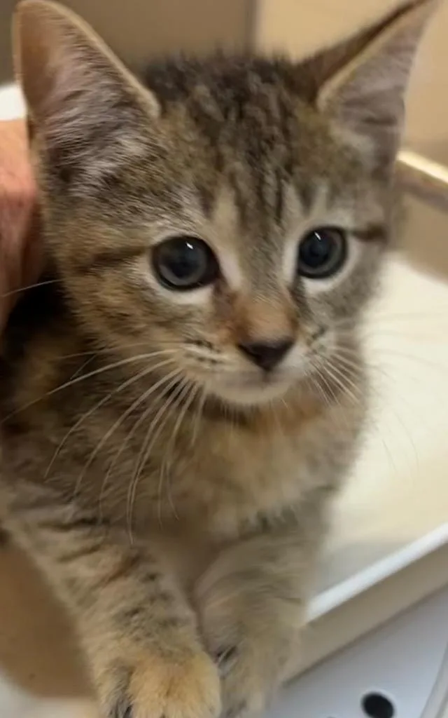 A baby small-sized female Domestic Short Hair cat named Cider for adoption in Elizabethton, TN