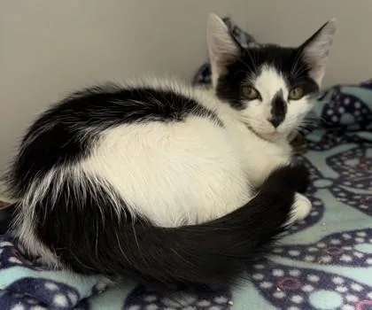 A baby small-sized female Domestic Short Hair cat named Early Retirement for adoption in West Chester, PA