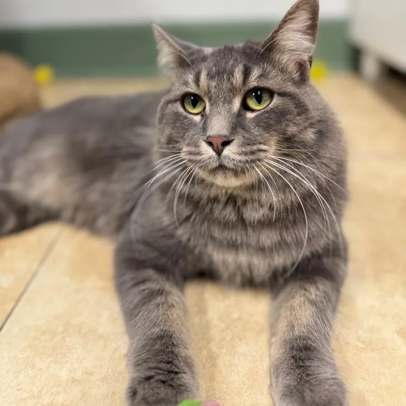 A young large-sized male Gray / Blue / Silver Domestic Long Hair cat named Kip Grady for adoption in Decatur, GA