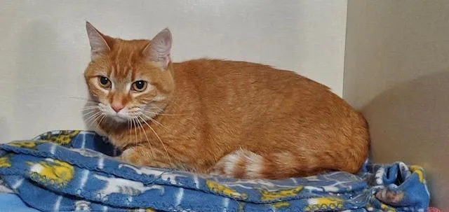 A senior medium-sized female Orange / Red Domestic Short Hair cat named Taffy for adoption in Hutchinson, MN