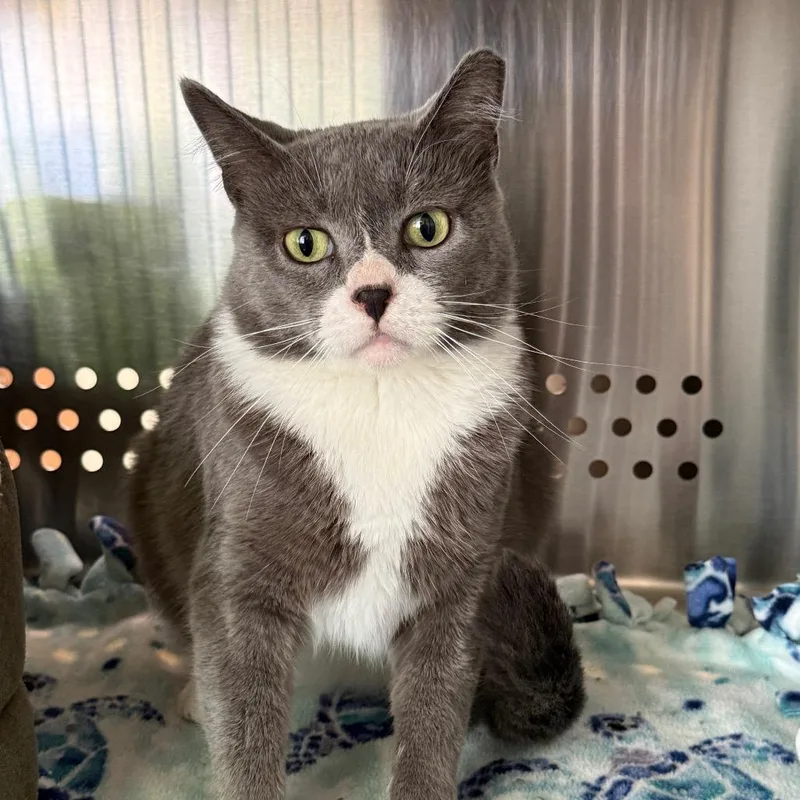 A young medium-sized female Gray / Blue / Silver Domestic Short Hair cat named Jacey for adoption in Denver, CO