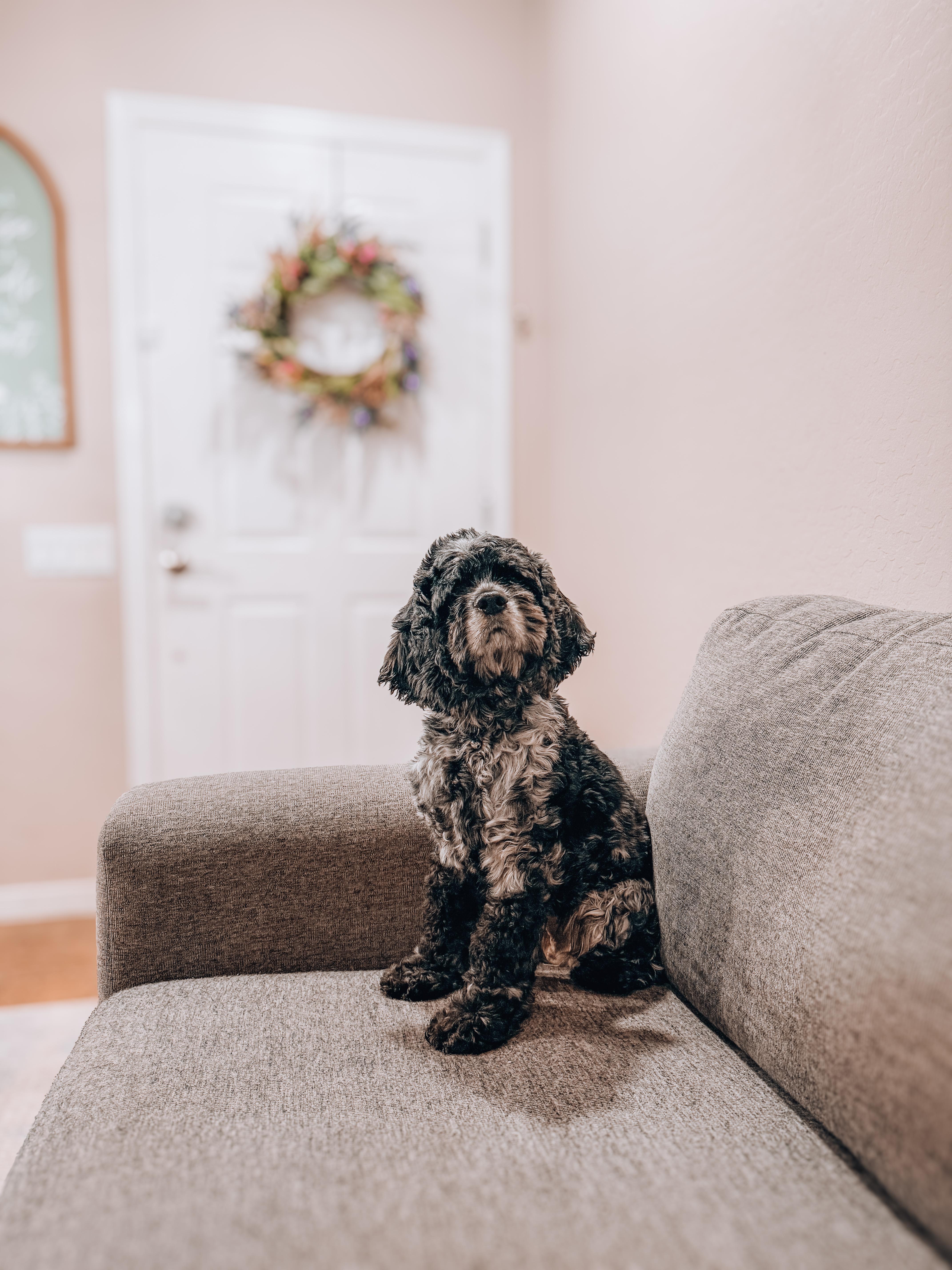 A young small-sized female Cocker Spaniel dog named Melanie for adoption in Goodyear, AZ