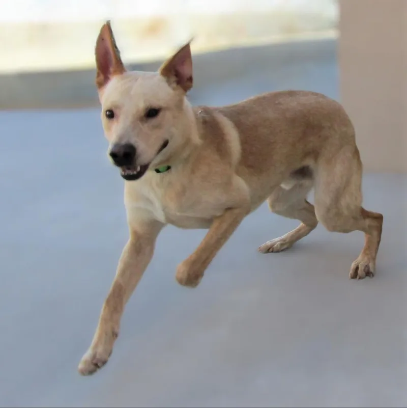 An adult medium-sized male Yellow / Tan / Blond / Fawn Mixed Breed dog named Angel for adoption in Las Cruces, NM