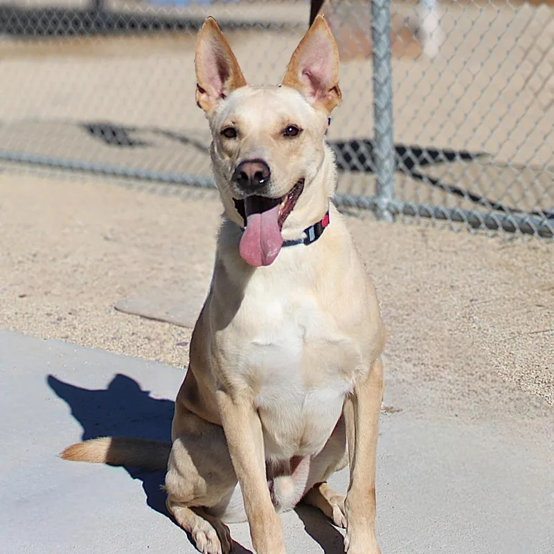 Angel thumbnail 4
