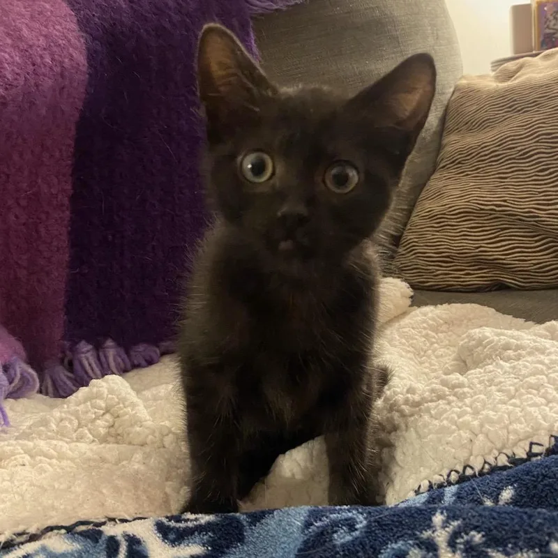 A baby small-sized male Black Domestic Short Hair cat named Ovis for adoption in Roswell, GA