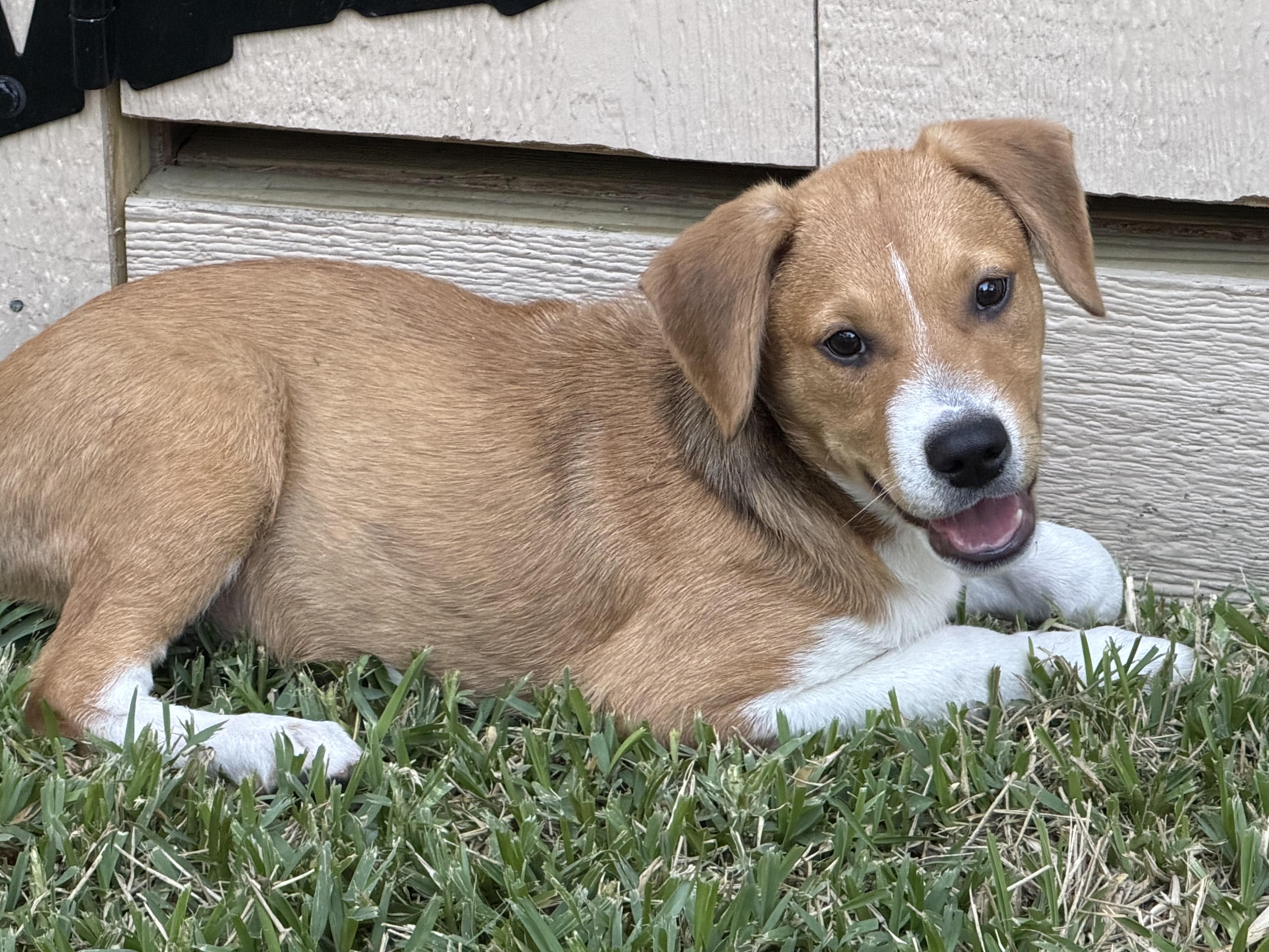 A baby medium-sized male Labrador Retriever dog named Milo for adoption in San Antonio, TX