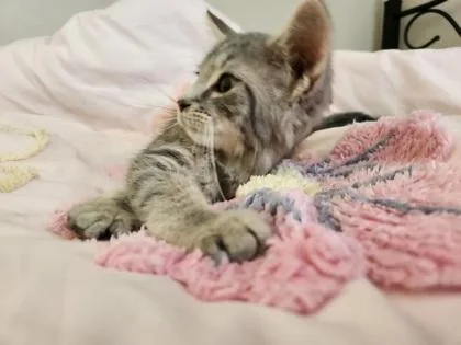 A baby small-sized female Domestic Short Hair cat named Squirrel for adoption in Wilkesboro, NC