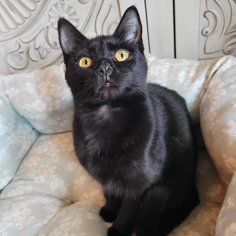 A baby small-sized female Black Domestic Short Hair cat named Jello for adoption in Indianapolis, IN