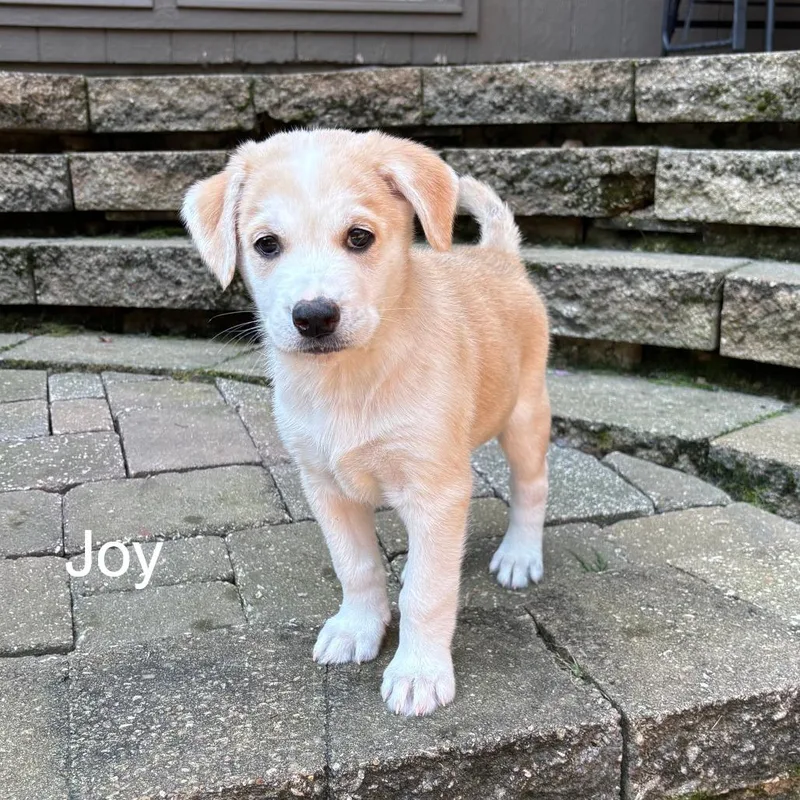 Joy thumbnail 3