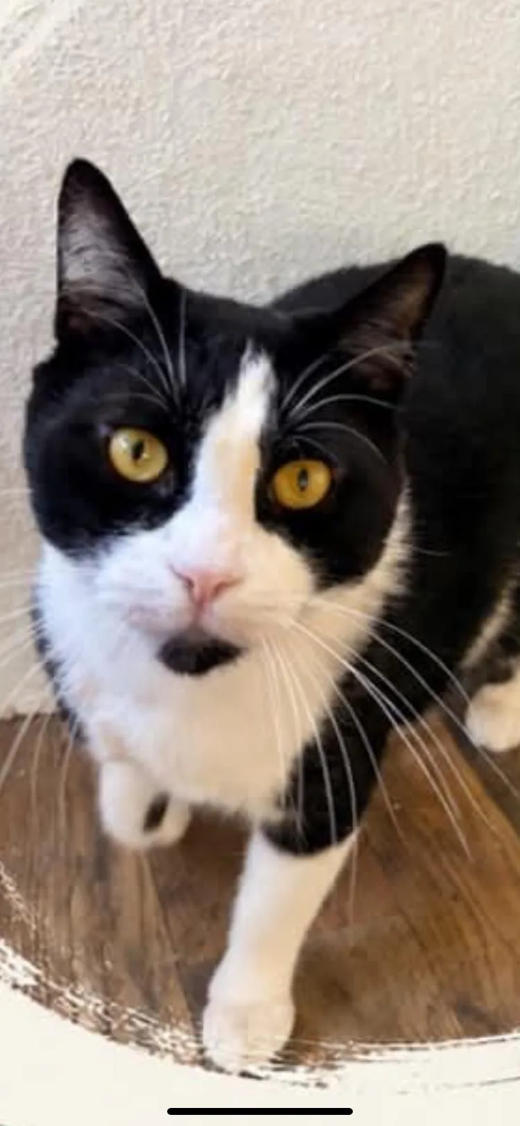 An adult medium-sized male Domestic Short Hair cat named Milton for adoption in Turnersville, NJ