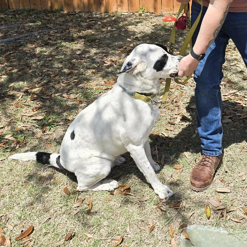 Dutchess thumbnail 2