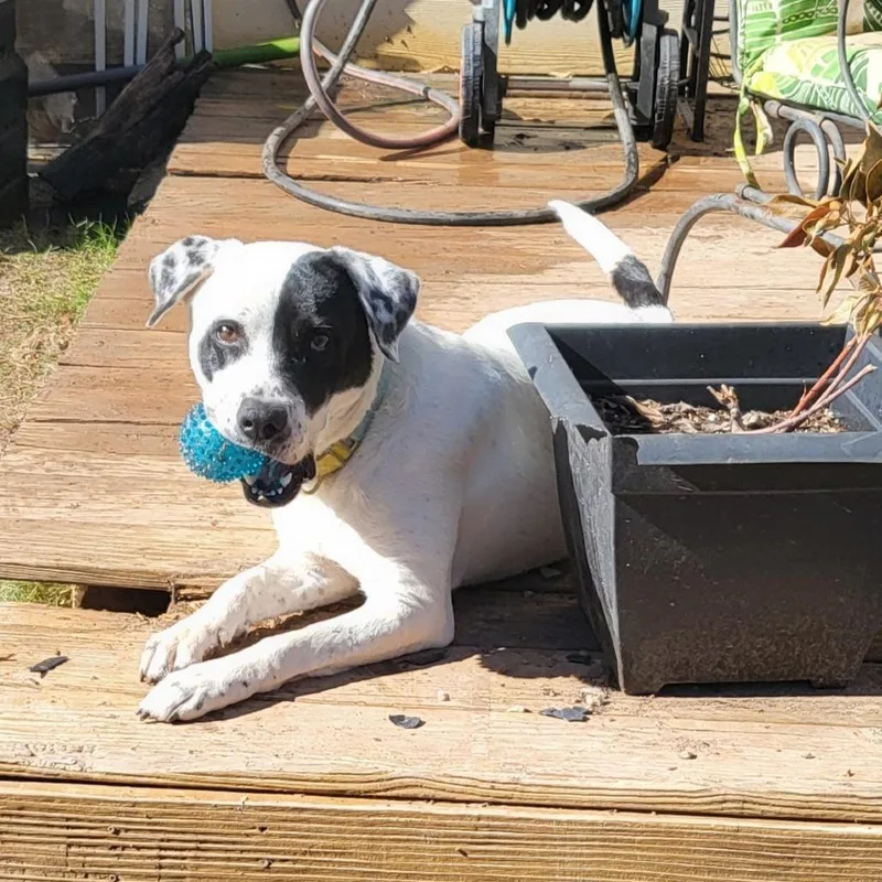 Dutchess thumbnail 3