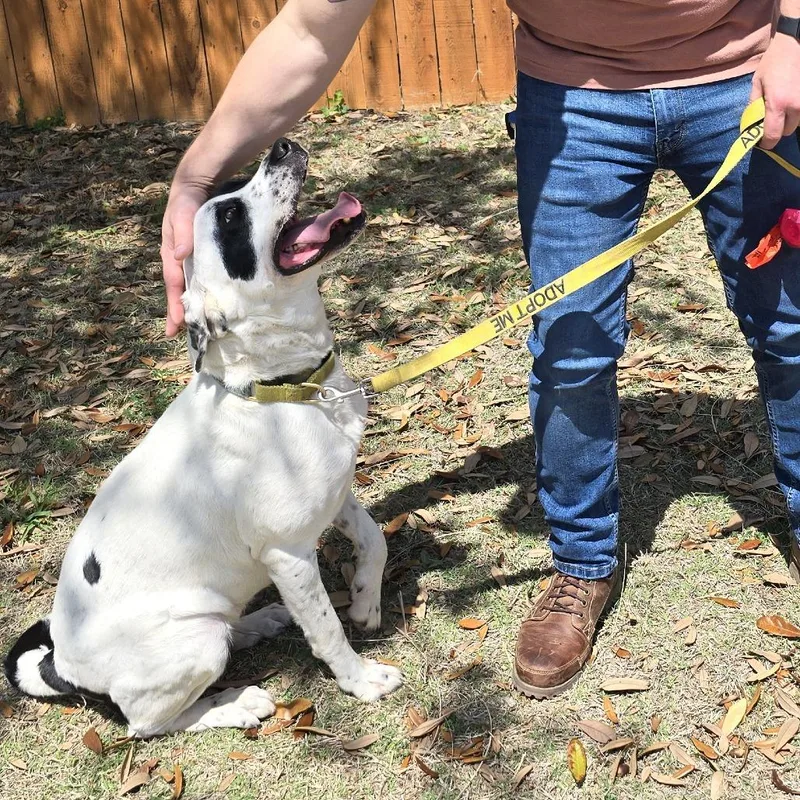 Dutchess thumbnail 4