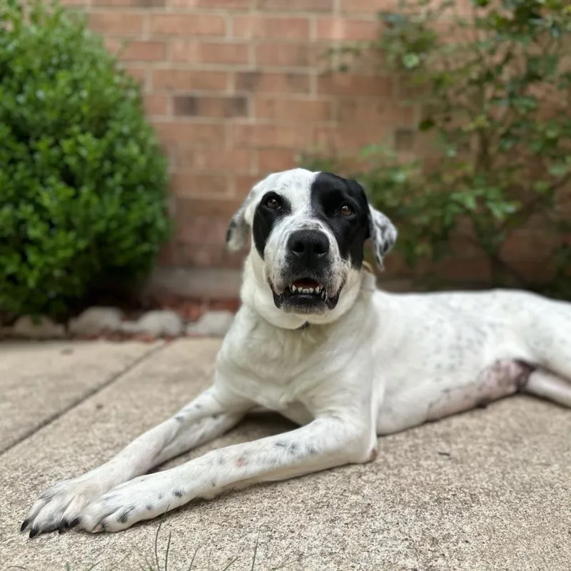 Dutchess thumbnail 5