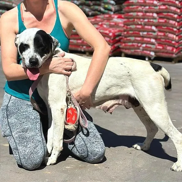 Dutchess thumbnail 6