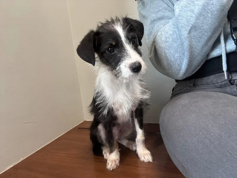 A baby small-sized male White / Cream Parson Russell Terrier dog named Leo for adoption in Tuscaloosa, AL
