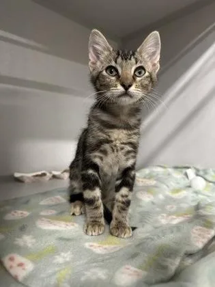 A baby small-sized male Domestic Short Hair cat named Honey for adoption in Sacramento, CA