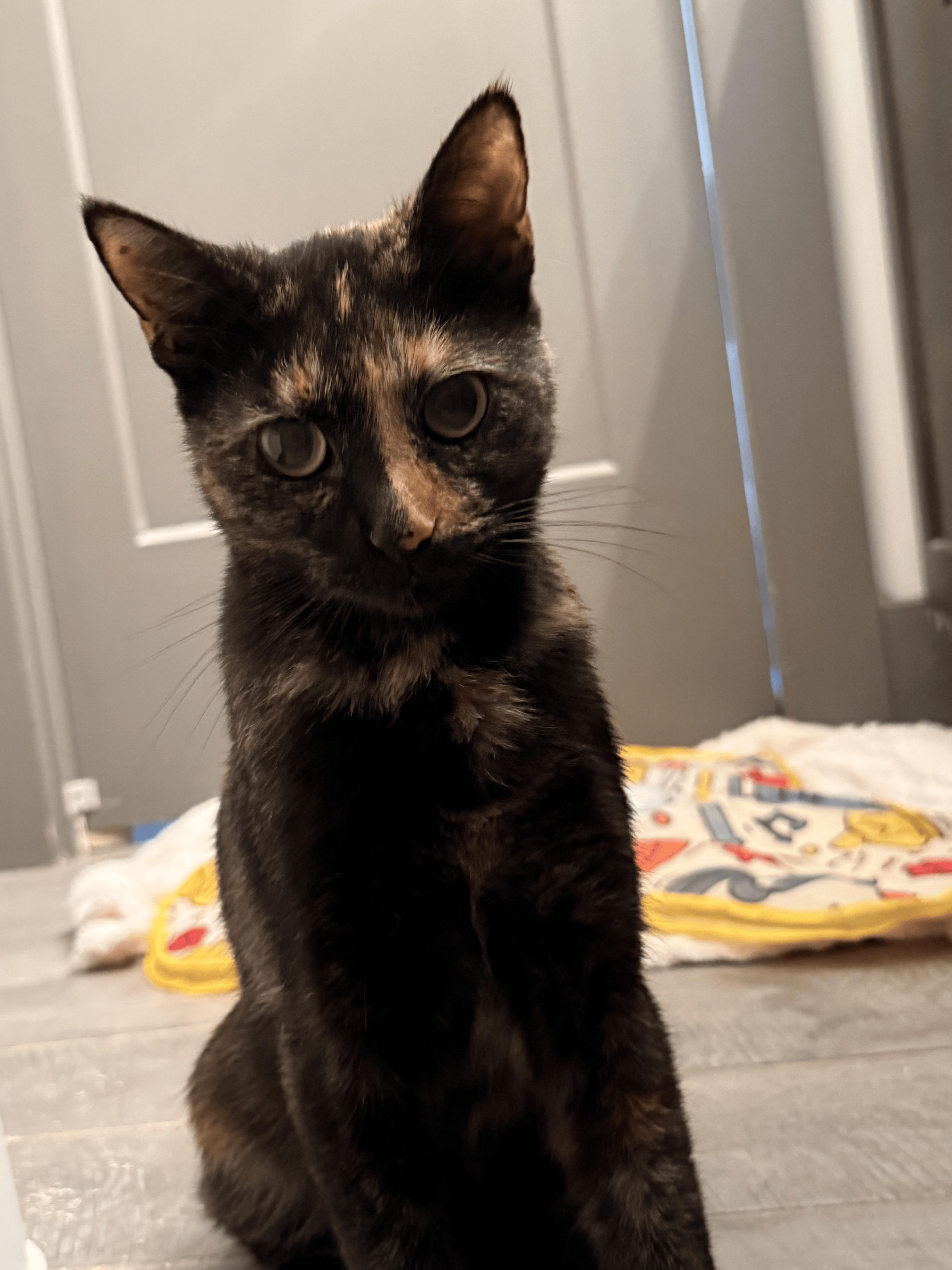 A young medium-sized female Tortoiseshell Domestic Short Hair cat named Nadja for adoption in Nashville, TN