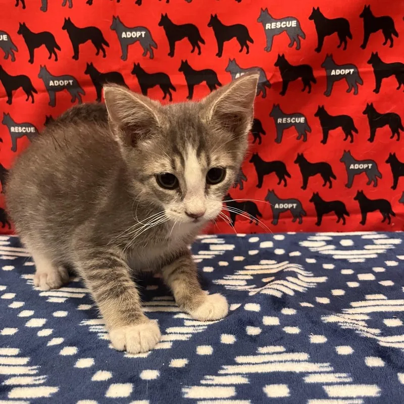 A baby small-sized male Gray / Blue / Silver Domestic Short Hair cat named Gerald for adoption in Washburn, MO